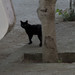 Black Cat Crosses My Path • <a style="font-size:0.8em;" href="http://www.flickr.com/photos/72440139@N06/6827592421/" target="_blank">View on Flickr</a>