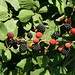 Rubus ulmifolius Schott., Rosaceae • <a style="font-size:0.8em;" href="http://www.flickr.com/photos/62152544@N00/6597485621/" target="_blank">View on Flickr</a>