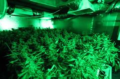 Medical Cannabis Growing Operation in Oakland,...
