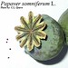Papaver somniferum L., Papaveraceae • <a style="font-size:0.8em;" href="http://www.flickr.com/photos/62152544@N00/6596765747/" target="_blank">View on Flickr</a>