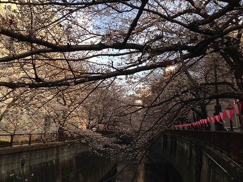夕暮れの目黒川の桜が綺麗でした。