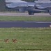 Rabbits&F16...speed
