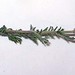Achillea millefolium L., Asteraceae • <a style="font-size:0.8em;" href="http://www.flickr.com/photos/62152544@N00/6596732985/" target="_blank">View on Flickr</a>