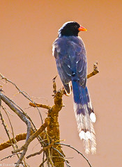 Red-billed Blue Magpie • <a style="font-size:0.8em;" href="http://www.flickr.com/photos/71979580@N08/6719295787/" target="_blank">View on Flickr</a>