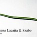 Knautia lucana Lacaita & Szabo, Dipsaceae • <a style="font-size:0.8em;" href="http://www.flickr.com/photos/62152544@N00/6596747467/" target="_blank">View on Flickr</a>