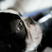 Eye of the Boston Terrier 02.01.2012