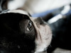 Eye of the Boston Terrier 02.01.2012