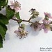 Rubus ulmifolius Schott , Rosaceae • <a style="font-size:0.8em;" href="http://www.flickr.com/photos/62152544@N00/6596771347/" target="_blank">View on Flickr</a>