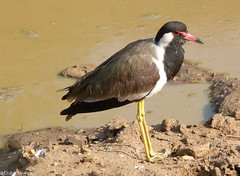 Red-wattled Lapwing • <a style="font-size:0.8em;" href="http://www.flickr.com/photos/71979580@N08/6719326563/" target="_blank">View on Flickr</a>