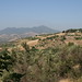Olive groves in the countryside, with Mount Vulture in the backdrop. • <a style="font-size:0.8em;" href="http://www.flickr.com/photos/62152544@N00/6597557635/" target="_blank">View on Flickr</a>