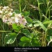 Rubus ulmifolius Schott , Rosaceae • <a style="font-size:0.8em;" href="http://www.flickr.com/photos/62152544@N00/6596771431/" target="_blank">View on Flickr</a>