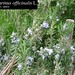 Rosmarinus officinalis L., Lamiaceae • <a style="font-size:0.8em;" href="http://www.flickr.com/photos/62152544@N00/6596757843/" target="_blank">View on Flickr</a>