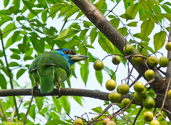 Blue throated Barbet • <a style="font-size:0.8em;" href="http://www.flickr.com/photos/71979580@N08/6719377799/" target="_blank">View on Flickr</a>