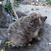 Hedgehog! • <a style="font-size:0.8em;" href="http://www.flickr.com/photos/72440139@N06/6835777441/" target="_blank">View on Flickr</a>