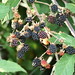 Rubus ulmifolius Schott., Rosaceae • <a style="font-size:0.8em;" href="http://www.flickr.com/photos/62152544@N00/6597487783/" target="_blank">View on Flickr</a>
