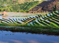 Rice Fields 1 (Bali) • <a style="font-size:0.8em;" href="http://www.flickr.com/photos/71979580@N08/6719299665/" target="_blank">View on Flickr</a>
