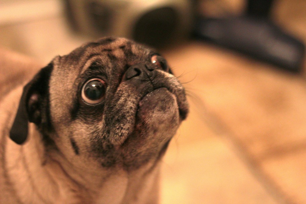 Pug by 0??, on Flickr