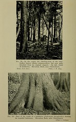 Anglų lietuvių žodynas. Žodis podocarpus dacrydioides reiškia podokarpus dacrydioides lietuviškai.