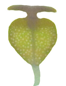 Nossidium pilosellum (Marsham, 1802) Genital