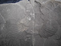 Fossiles de Cap-Santé • <a style="font-size:0.8em;" href="http://www.flickr.com/photos/71892547@N07/6585188331/" target="_blank">View on Flickr</a>