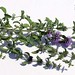 Mentha pulegium L., Lamiaceae • <a style="font-size:0.8em;" href="http://www.flickr.com/photos/62152544@N00/6596756123/" target="_blank">View on Flickr</a>
