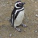 PBL: Mr. Popper's Penguin Population