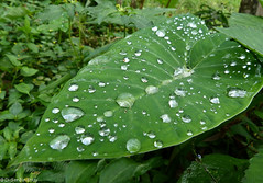 Drops (Jungle Of Bali) • <a style="font-size:0.8em;" href="http://www.flickr.com/photos/71979580@N08/6719315775/" target="_blank">View on Flickr</a>