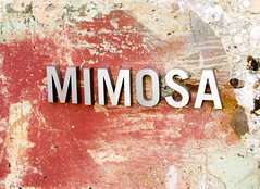 Mimosa