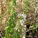 Origanum heracleoticum L., Lamiaceae • <a style="font-size:0.8em;" href="http://www.flickr.com/photos/62152544@N00/6596756785/" target="_blank">View on Flickr</a>