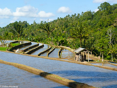 Rice Fields 2 (Bali) • <a style="font-size:0.8em;" href="http://www.flickr.com/photos/71979580@N08/6719292321/" target="_blank">View on Flickr</a>