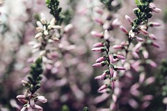 Heather - 9/365 #project365
