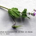 Erodium malacoides (L.) L'Hér. ex Aiton, Geraniaceae • <a style="font-size:0.8em;" href="http://www.flickr.com/photos/62152544@N00/6596754047/" target="_blank">View on Flickr</a>