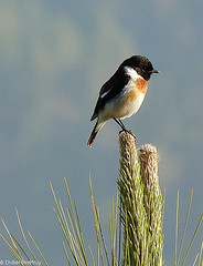 Common Stonechat • <a style="font-size:0.8em;" href="http://www.flickr.com/photos/71979580@N08/6719284217/" target="_blank">View on Flickr</a>