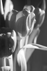 22.366 light and dark