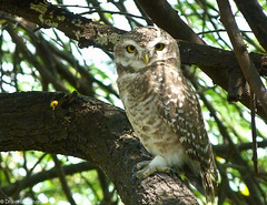 Owl • <a style="font-size:0.8em;" href="http://www.flickr.com/photos/71979580@N08/6719332889/" target="_blank">View on Flickr</a>
