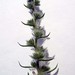 Echium italicum L., Boraginaceae • <a style="font-size:0.8em;" href="http://www.flickr.com/photos/62152544@N00/6596739467/" target="_blank">View on Flickr</a>
