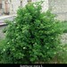 Sambucus nigra L., Adoxaceae • <a style="font-size:0.8em;" href="http://www.flickr.com/photos/62152544@N00/6596742615/" target="_blank">View on Flickr</a>