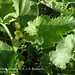 Ecballium elaterium (L.) A. Richard, Cucurbitaceae • <a style="font-size:0.8em;" href="http://www.flickr.com/photos/62152544@N00/6596746001/" target="_blank">View on Flickr</a>