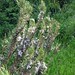 Rosmarinus officinalis L., Lamiaceae • <a style="font-size:0.8em;" href="http://www.flickr.com/photos/62152544@N00/6596757303/" target="_blank">View on Flickr</a>