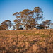 Farmland near Naracoorte, South Australia