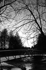 14/365 - Under (trees) / Over (water)