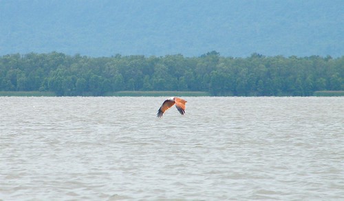 Brahminy kite (Haliastur indus)
