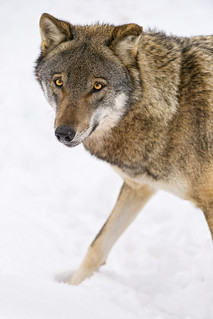 Wolves are part of the natural balance.