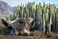 Der Kakteenwächter / Cacti guard