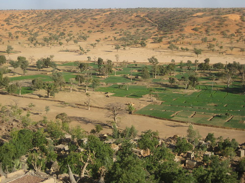 Onion fields in Dogon Country