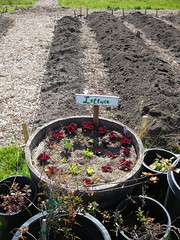 Lettuce seedlings_4630269027_l