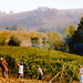 tuscan_wine