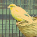 yellow bird • <a style="font-size:0.8em;" href="http://www.flickr.com/photos/74672043@N03/6893754247/" target="_blank">View on Flickr</a>