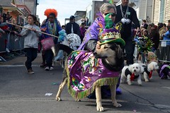 Krewe of Barkus Mardi Gras Parade 2012