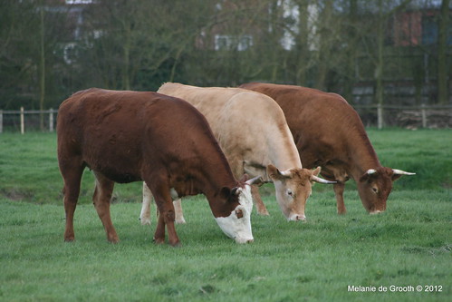 3 Brown Cows